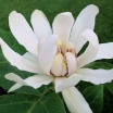 rośliny ogrodowe - Kielichowiec WHITE DRESS Calycanthus C5/60-80cm