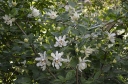 rośliny ozdobne - Kielichowiec WHITE DRESS Calycanthus C5/60-80cm