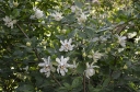 sadzonki - Kielichowiec WHITE DRESS Calycanthus C5/60-80cm