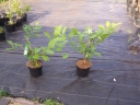 rośliny ogrodowe - Kielichowiec WHITE DRESS Calycanthus C5/60-80cm