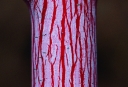 rośliny ogrodowe -  Klon wyrazisty Acer conspicuum PHOENIX C3/60-80cm
