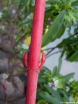 rośliny ozdobne - Klon wyrazisty Acer conspicuum PHOENIX C3/60-80cm