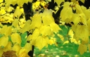 rośliny ozdobne - Klon wyrazisty Acer conspicuum ELEPHANT'S EAR C3/60-80cm *10