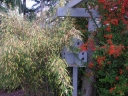 rośliny ogrodowe - Ognik szkarłatny Orange Glow Pyracantha coccinea P13/100cm