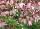 sklep ogrodniczy -  Styrak płaczący MOMO SHIDARE Styrax japonicus C4/40cm
