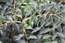 rośliny ogrodowe - Styrak płaczący MOMO SHIDARE Styrax japonicus C4/40cm