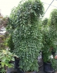 rośliny ozdobne - Styrak płaczący MOMO SHIDARE Styrax japonicus C4/40cm