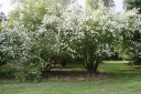 rośliny ozdobne - Obiela piłkowana SNOW WHITE Exochorda serratifolia C2/40cm