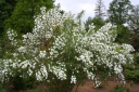 rośliny ozdobne - Obiela piłkowana SNOW WHITE Exochorda serratifolia C2/40cm