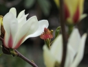 rośliny ozdobne -  Magnolia zenii PINK PARCHMENT P15/70cm