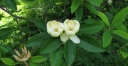 sadzonki - Magnolia virginiana GLAUCA Magnolia sina C5/1,2m