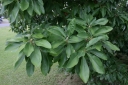 rośliny ogrodowe - Magnolia virginiana GLAUCA Magnolia sina C5/1,2m