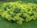 rośliny ozdobne -  Przywrotnik ostroklapowy  (Alchemilla mollis) C3