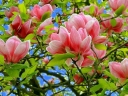 sklep ogrodniczy - Magnolia FLAMINGO C2/20cm *K8