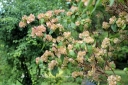 rośliny ogrodowe - Dwutarczka brzuchata Dipelta ventricosa 30cm/bryła