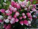rośliny ogrodowe  Hortensja bukietowa 'Renba' FRAISE MELBA® Hydrangea paniculata /C5 *17