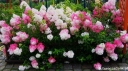 rośliny ogrodowe - Hortensja bukietowa 'Renba' FRAISE MELBA® Hydrangea paniculata /C5 *K20