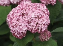 rośliny ozdobne -  Hortensja krzewiasta SWEET ANNABELLE 'NCHA4'® Hydrangea arborescens /C3 *K17