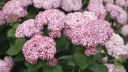 sadzonki - Hortensja krzewiasta SWEET ANNABELLE 'NCHA4'® Hydrangea arborescens /C3 *K17