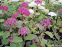 rośliny ogrodowe - Hortensja krzewiasta RUBY ANNABELLE 'NCHA3'® Hydrangea arborescens /C5 *K18