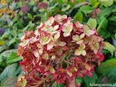 rośliny ogrodowe - Hortensja krzewiasta RUBY ANNABELLE 'NCHA3'® Hydrangea arborescens /C5 *K18