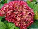 rośliny ozdobne - Hortensja krzewiasta RUBY ANNABELLE 'NCHA3'® Hydrangea arborescens /C5 *K18
