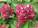 rośliny ozdobne - Hortensja krzewiasta RUBY ANNABELLE 'NCHA3'® Hydrangea arborescens /C5 *K18