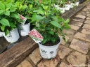 sklep ogrodniczy - Hortensja krzewiasta RUBY ANNABELLE 'NCHA3'® Hydrangea arborescens /C5 *K18