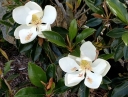 rośliny ogrodowe -  Magnolia grandiflora LITTLE GEM C5/40-50cm *T33