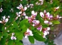 sklep ogrodniczy - Lespedeza buergeri /C2 *13