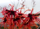 rośliny ogrodowe -  Oczar DIANE Hamamelis x intermedia C5/40cm *19K