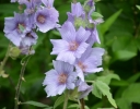 rośliny ogrodowe -  Ślazówka BLUE BIRD  Lavatera /C2 *28T