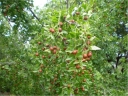 sadzonki - Głożyna pospolita  in. Szydlica pospolita Ziziphus jujuba var. spinosa P9/10-20cm