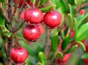 sadzonki -  Ugni molinae  syn. Myrtus ugni /P9 *G