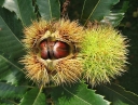 rośliny ogrodowe -  Kasztan jadalny CRISPA  Castanea sativa C2/60cm