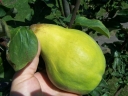 sklep ogrodniczy -  Pigwa pospolita VRANJA Cydonia oblonga C5/1,5m *6