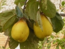 rośliny ogrodowe - Pigwa pospolita VRANJA Cydonia oblonga C5/1,5m *6