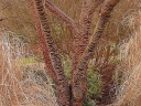 sklep ogrodniczy -  Wiśnia Prunus rufa Himalayan Cherry C10/80cm *K10