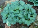 rośliny ozdobne - Hosta BLUE MOUSE EARS  Funkia /C2 *5