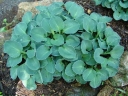 sadzonki - Hosta BLUE MOUSE EARS  Funkia /C2 *5