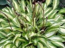rośliny ogrodowe -  Hosta CHERRY BERRY  Funkia /C1,5 *5