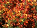 sklep ogrodniczy -  Żarnowiec ANDREANUS  Cytisus C2 40-60cm