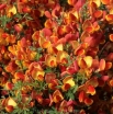 sklep ogrodniczy - Żarnowiec ANDREANUS  Cytisus C2 40-60cm