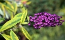 sklep ogrodniczy - Budleja Dawida Santana (Buddleja davidii Santana) C1