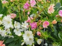 rośliny ogrodowe - Lewisia cotyledon /P13 *K12