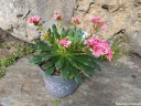 sklep ogrodniczy - Lewisia cotyledon /P13 *K12