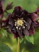 sadzonki - Ciemiernik DOUBLE ELLEN PURPLE Helleborus /C2 *16