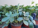 sklep ogrodniczy - Ciemiernik DOUBLE ELLEN PURPLE Helleborus /C2 *16