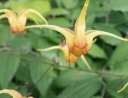 rośliny ozdobne -  Epimedium AMBER QUEEN  Doskonałe do cienia /C1