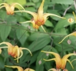 sklep ogrodniczy - Epimedium AMBER QUEEN  Doskonałe do cienia /C1